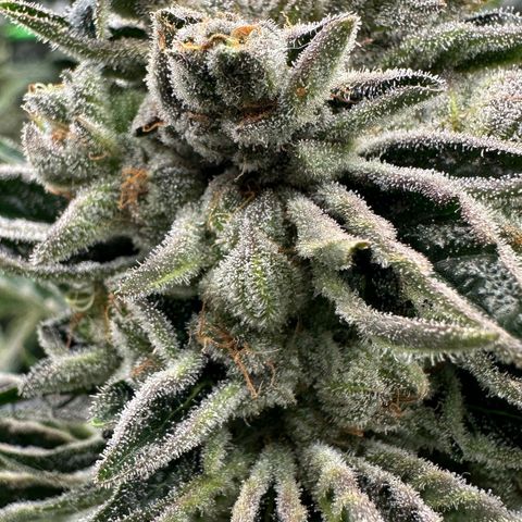 Misc x (LA Kush x Zkittles) #26 60.7g growlog timeline photo