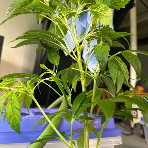 MiscxLAZ #26 C #2 growlog timeline photo