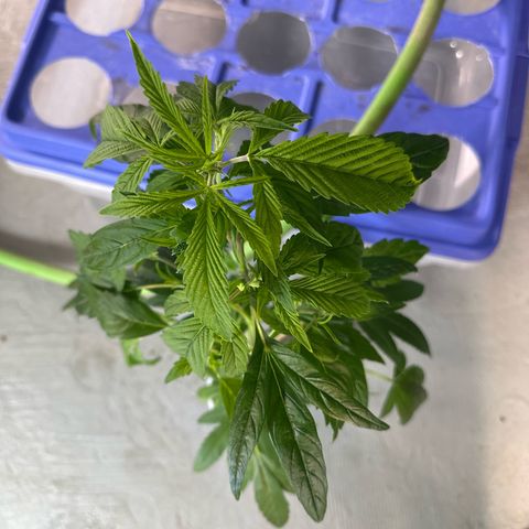MiscxLAZ #26 C #2 growlog timeline photo