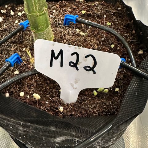 Misc x (LA Kush x Zkittles) #22 34.14g growlog photo: Weird spot on lower fan leaf touching coco of another plant. Smell is also very strong and good without touching plant and looks really resinous.