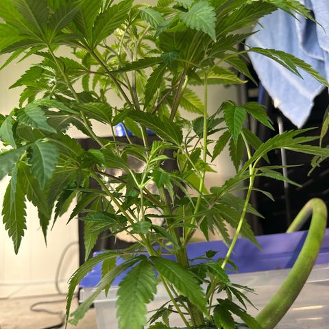 CxLAZ #31 C growlog timeline photo