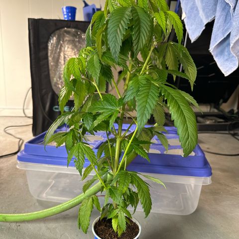 MiscxLAZ #27 C 39g growlog timeline photo