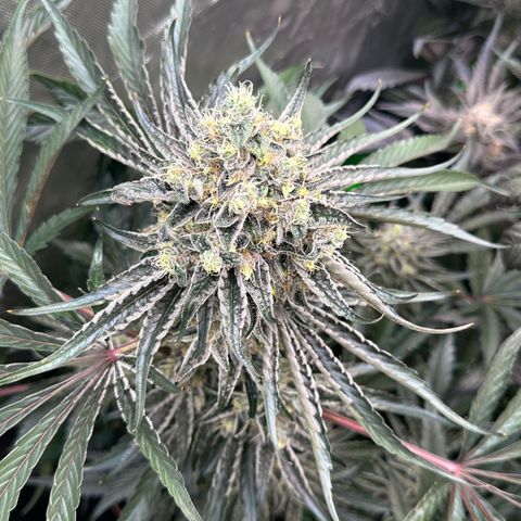 CxLAZ #24 37.13g growlog timeline photo