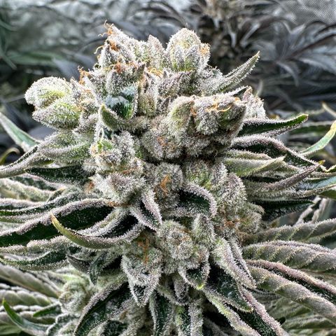 Misc x (LA Kush x Zkittles) #26 60.7g growlog timeline photo