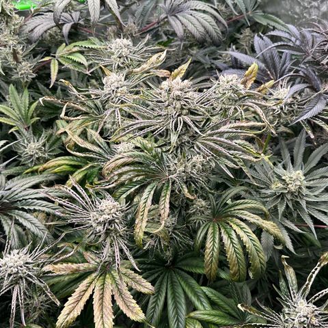 Misc x (LA Kush x Zkittles) #26 60.7g growlog timeline photo