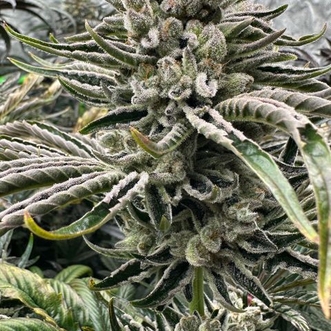 Misc x (LA Kush x Zkittles) #26 60.7g growlog timeline photo