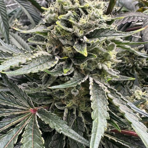CxLAZ #15 52g growlog timeline photo