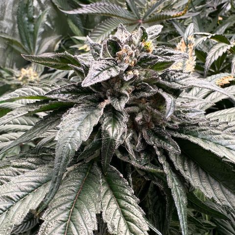 Misc x (LA Kush x Zkittles) #35 28.55g growlog timeline photo