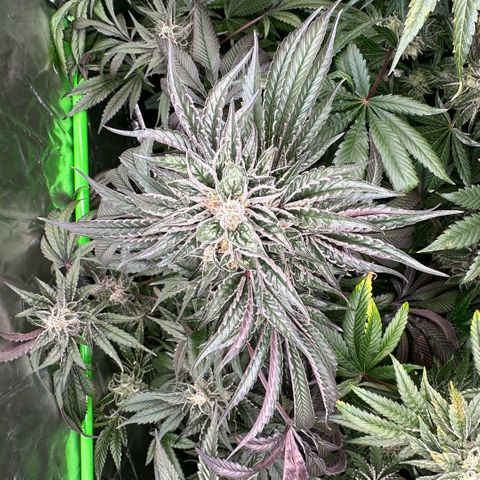 CxLAZ #03 45.52g growlog timeline photo