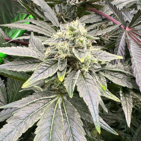 CxLAZ #20 13.7g growlog timeline photo