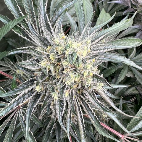 CxLAZ #24 37.13g growlog timeline photo