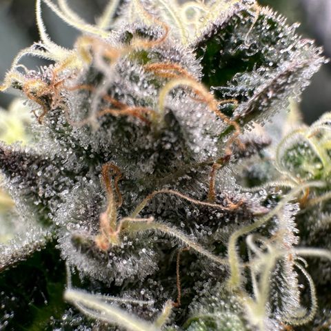 CxLAZ #15 52g growlog timeline photo