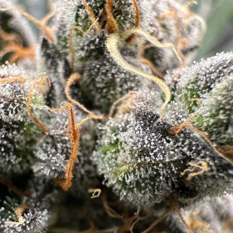 CxLAZ #11 50.28g growlog timeline photo