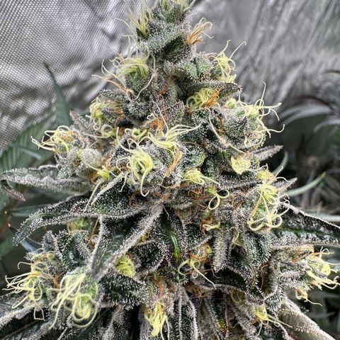 CxLAZ #24 37.13g growlog timeline photo