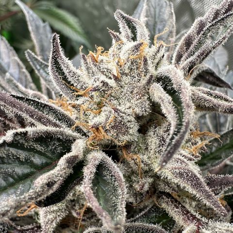 Misc x (LA Kush x Zkittles) #37 42.26g growlog timeline photo