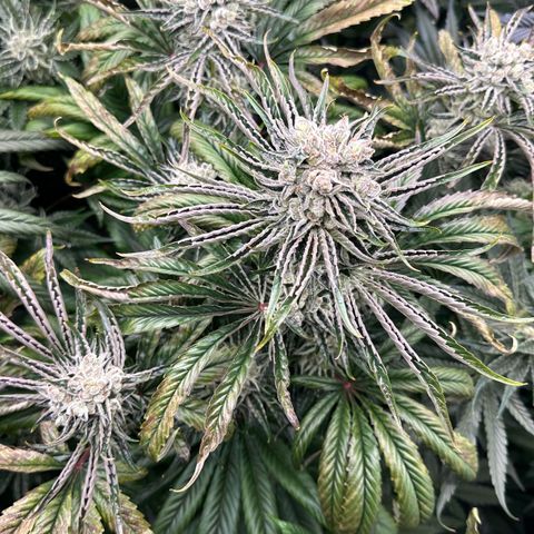 Misc x (LA Kush x Zkittles) #26 60.7g growlog timeline photo