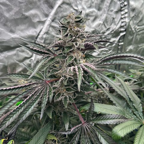 CxLAZ #03 45.52g growlog timeline photo