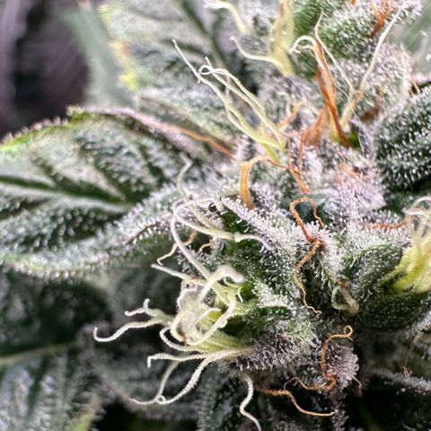 Misc x (LA Kush x Zkittles) #04 10.54g growlog timeline photo