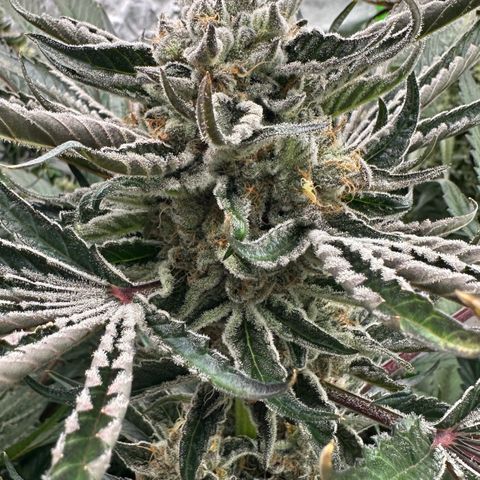 CxLAZ #16 50.72g growlog timeline photo
