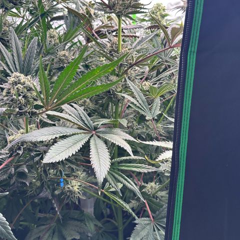 CxLAZ #16 50.72g growlog timeline photo