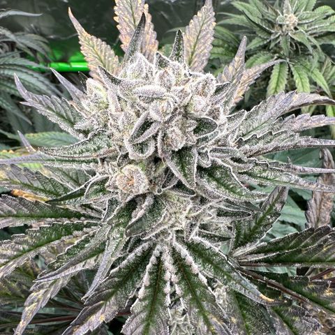 Misc x (LA Kush x Zkittles) #29 25.69g growlog timeline photo