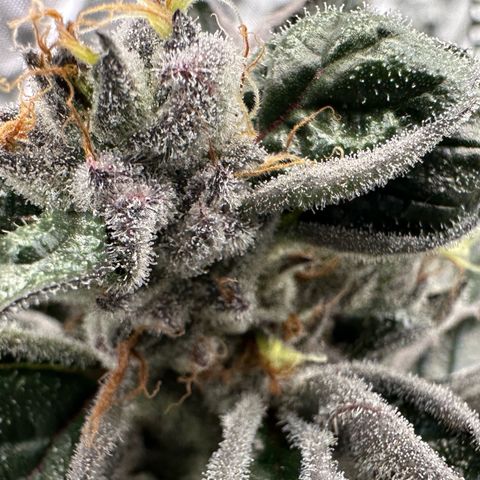 CxLAZ #03 45.52g growlog timeline photo