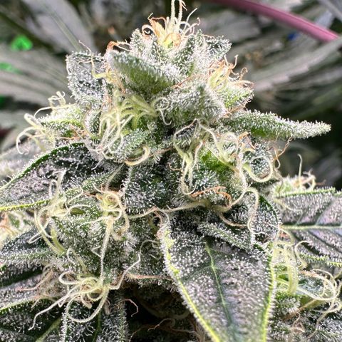CxLAZ #20 13.7g growlog timeline photo