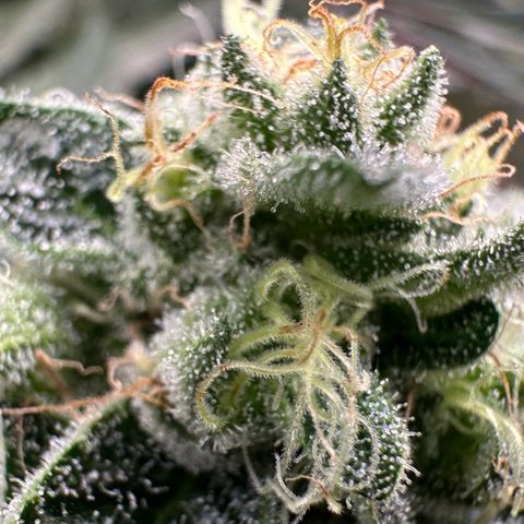 CxLAZ #20 13.7g growlog timeline photo