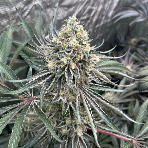 CxLAZ #24 37.13g growlog timeline photo