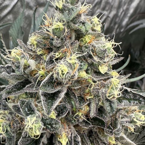 CxLAZ #24 37.13g growlog timeline photo