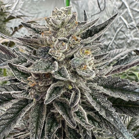 Misc x (LA Kush x Zkittles) #22 34.14g growlog timeline photo