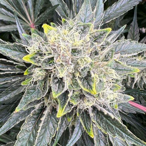 CxLAZ #15 52g growlog timeline photo