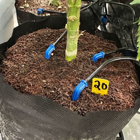 CxLAZ #20 13.7g growlog timeline photo