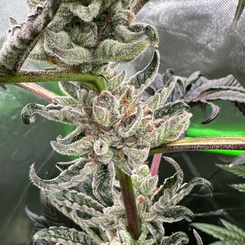 Misc x (LA Kush x Zkittles) #34 15.68g growlog timeline photo