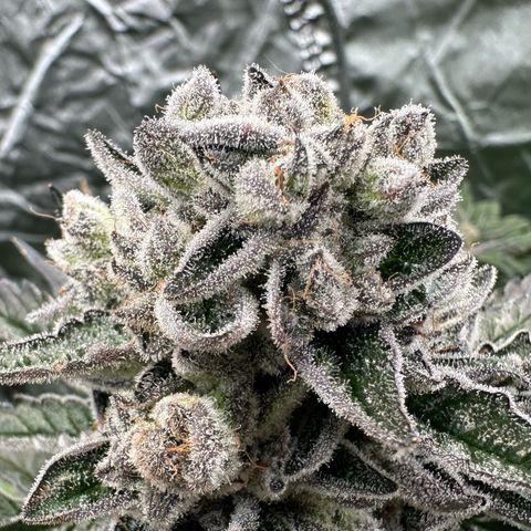 Misc x (LA Kush x Zkittles) #29 25.69g growlog timeline photo