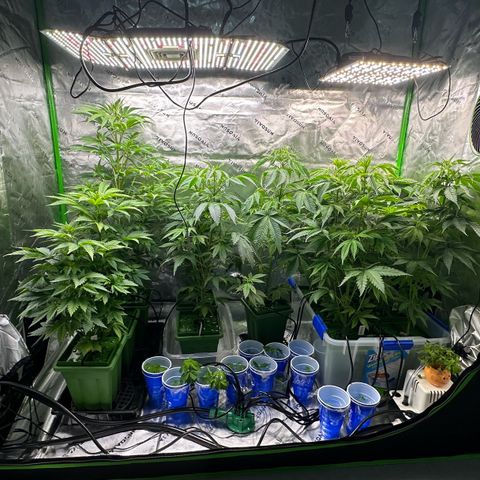 Shaman growlog timeline photo