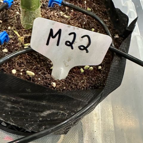Misc x (LA Kush x Zkittles) #22 34.14g growlog timeline photo
