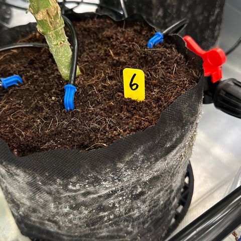 CxLAZ #06 growlog timeline photo