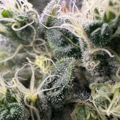 Misc x (LA Kush x Zkittles) #08 growlog timeline photo