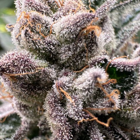 Misc x (LA Kush x Zkittles) #10 growlog timeline photo
