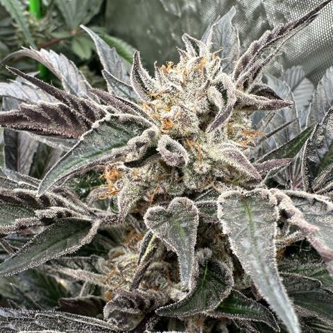 Misc x (LA Kush x Zkittles) #37 42.26g growlog timeline photo
