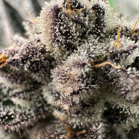 Misc x (LA Kush x Zkittles) #22 34.14g growlog timeline photo