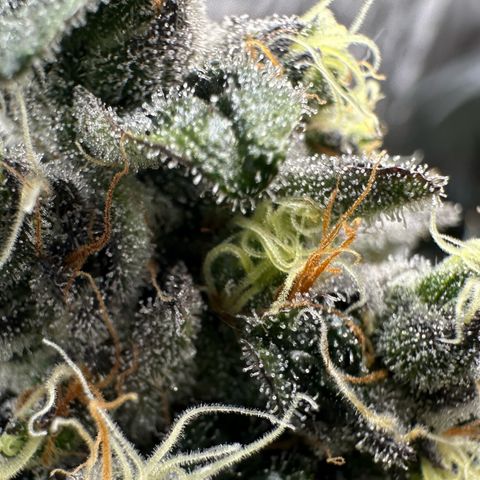 CxLAZ #24 37.13g growlog timeline photo