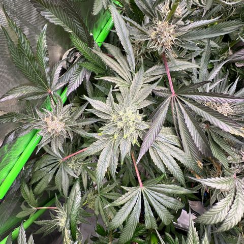CxLAZ #20 13.7g growlog timeline photo