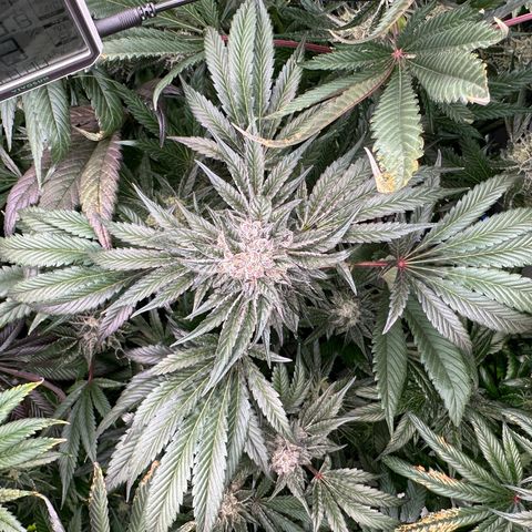 Misc x (LA Kush x Zkittles) #10 growlog timeline photo