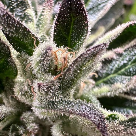 Misc x (LA Kush x Zkittles) #33 19.08g growlog timeline photo