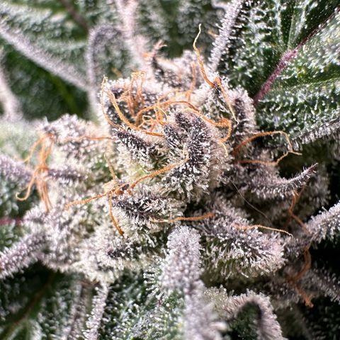 Misc x (LA Kush x Zkittles) #28 13.53g growlog timeline photo