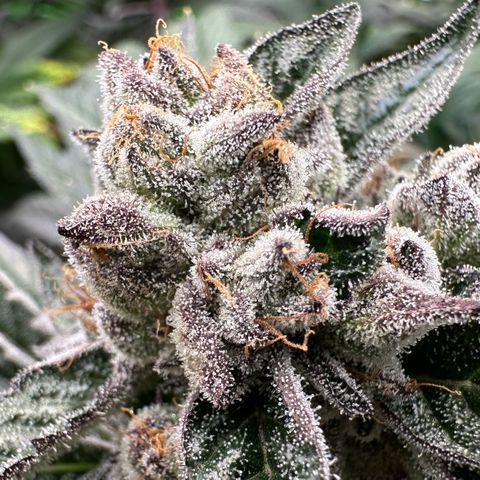 Misc x (LA Kush x Zkittles) #10 growlog timeline photo