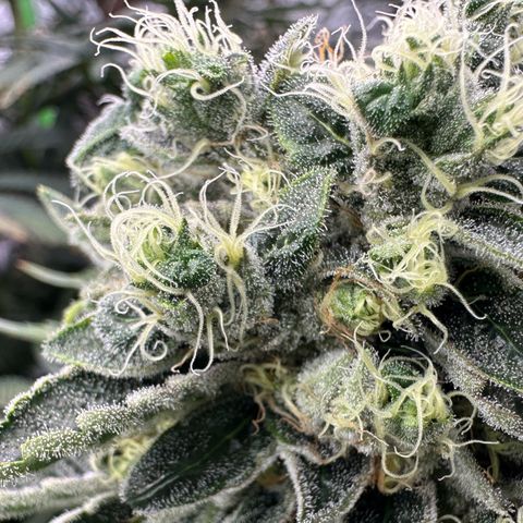 Misc x (LA Kush x Zkittles) #08 growlog timeline photo