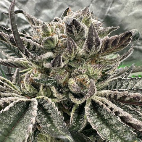Misc x (LA Kush x Zkittles) #27 33.12g growlog timeline photo